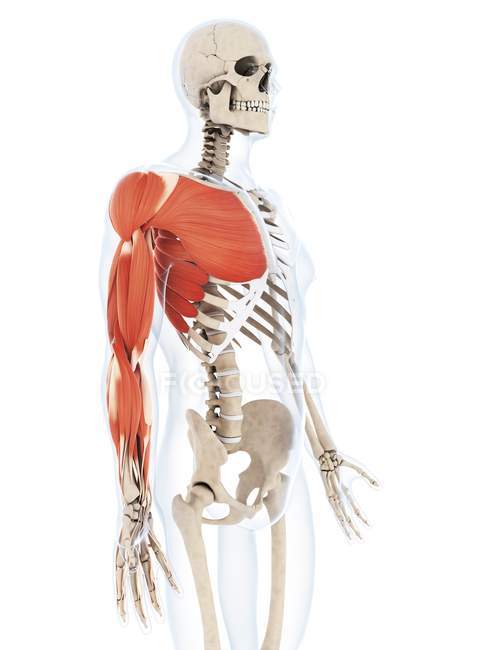 Sistema muscular do braço — Fotografia de Stock
