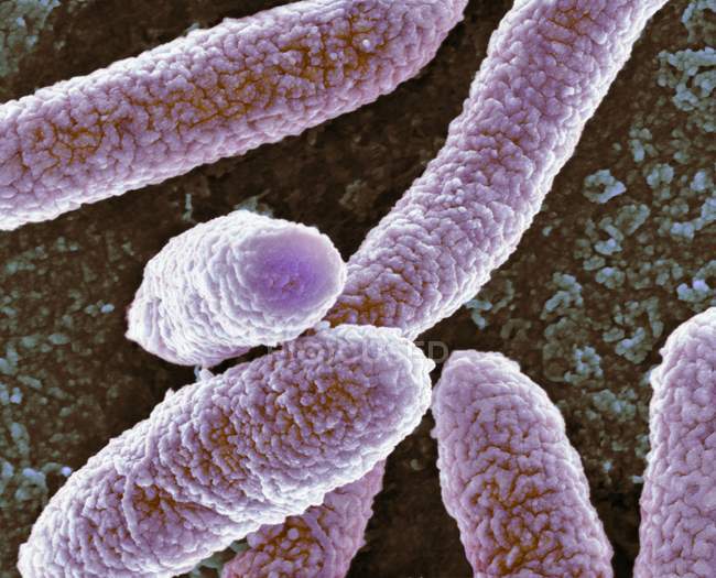 Бактерии кишечной палочки — стоковое фото