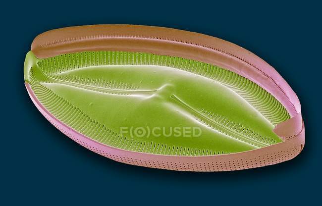 Diatomée simple d'eau douce — Photo de stock