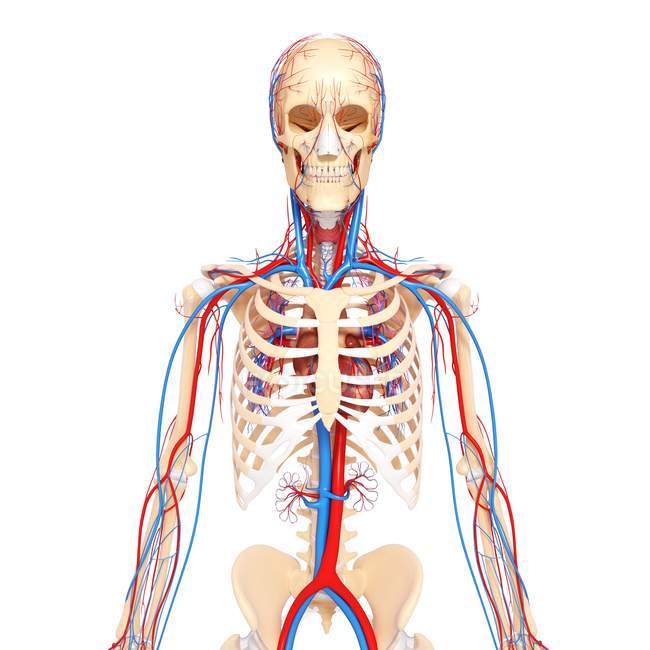 Здоровий серцево-судинної системи — стокове фото