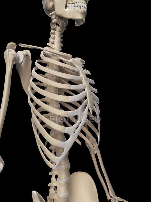 Gabbia toracica e struttura scheletrica della parte superiore del corpo — Foto stock