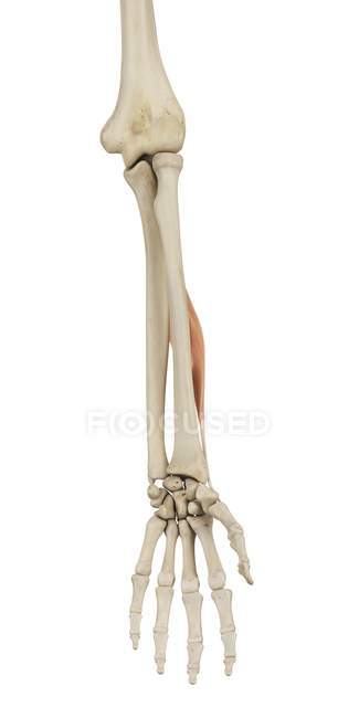 Unterarmknochenstruktur und funktionelle Anatomie — Stockfoto
