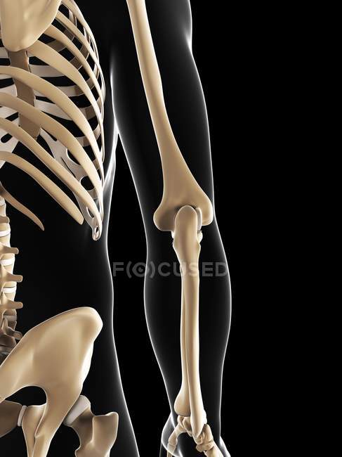 Анатомия локтевого сустава — стоковое фото