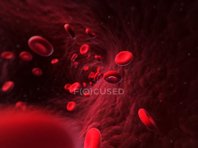 Red blood cells and blood vessel — Stock Photo