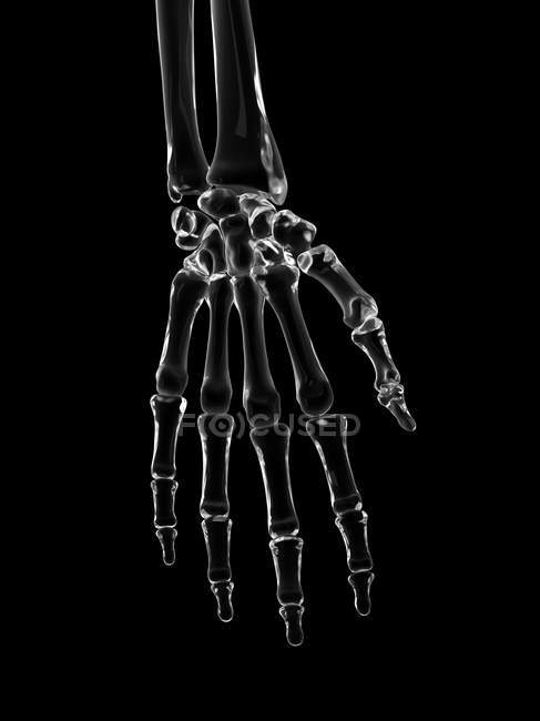 Huesos de mano humanos - foto de stock