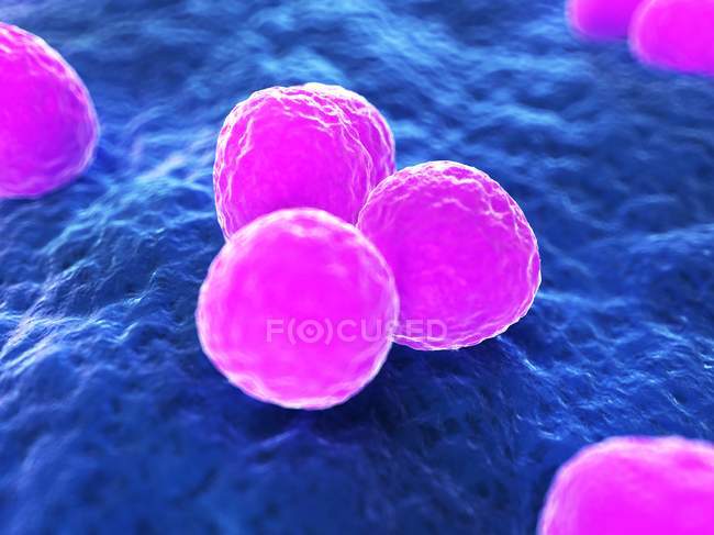 Staphylococcus aureus resistente à meticilina — Fotografia de Stock