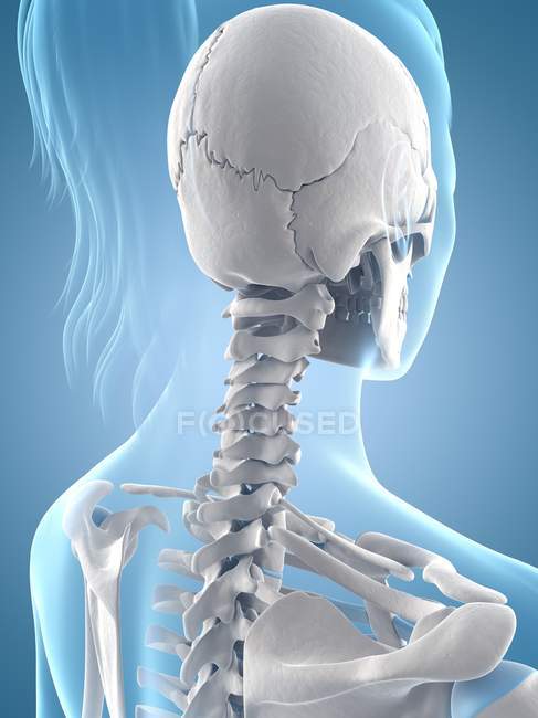 Cuello y estructura del cráneo - foto de stock