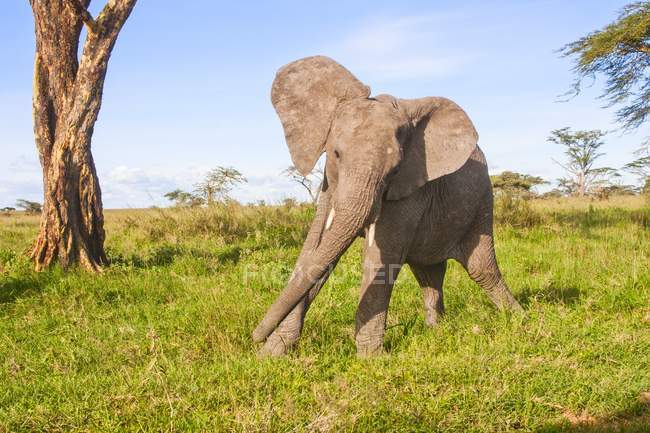 Elefante arbusto africano caminando en el prado en Tanzania . - foto de stock