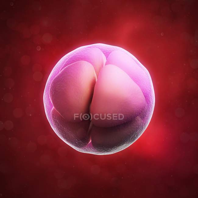 Embrione a otto cellule — Foto stock