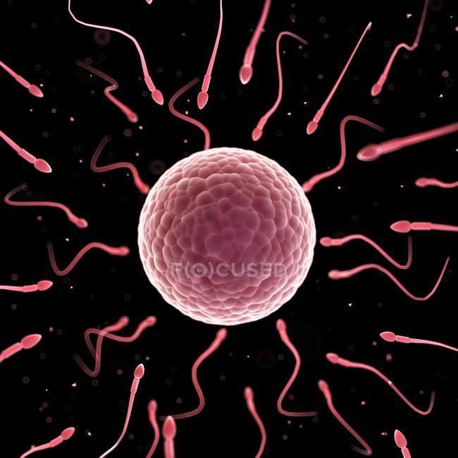 Sperme humain et ovule — Photo de stock