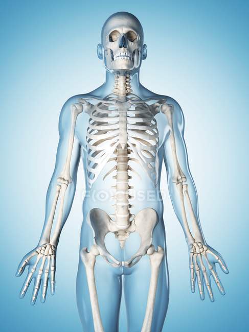 Скелет взрослого человека — стоковое фото