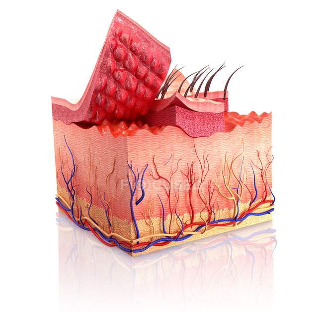 Anatomie de la peau humaine et approvisionnement en sang — Photo de stock
