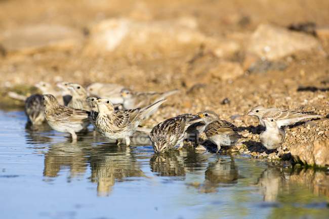 Corn bunting birds drinking water in Israel — Stock Photo