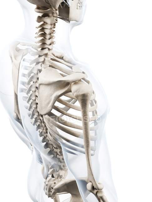 Плечового поясу кісткової структури — стокове фото