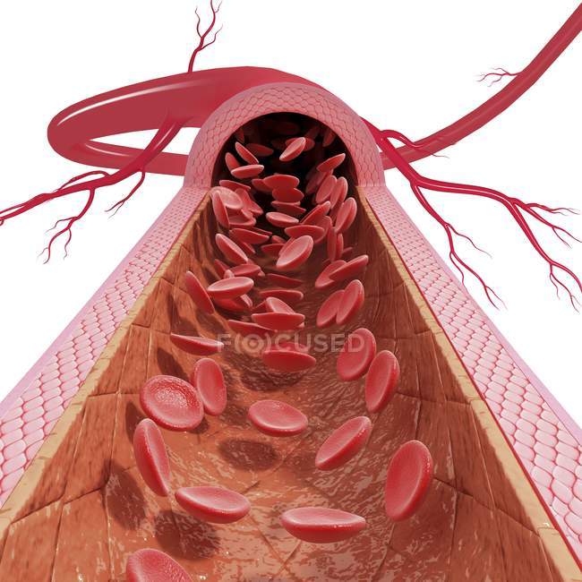 Anatomía arterial saludable - foto de stock
