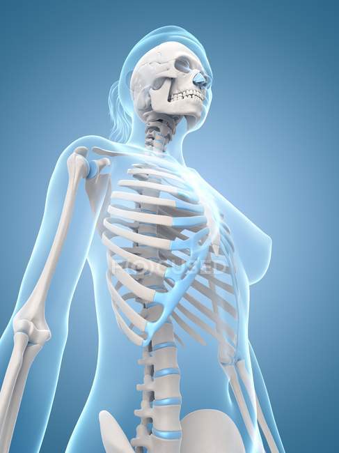 Human ribcage structure — Stock Photo