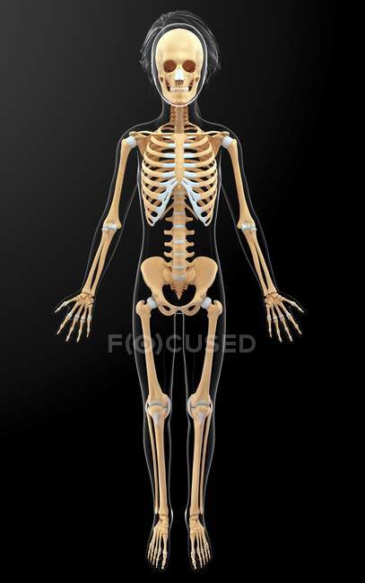Нормальная скелетная система взрослого — стоковое фото