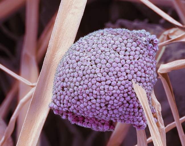 Pilzzellen mit Sporangium — Stockfoto