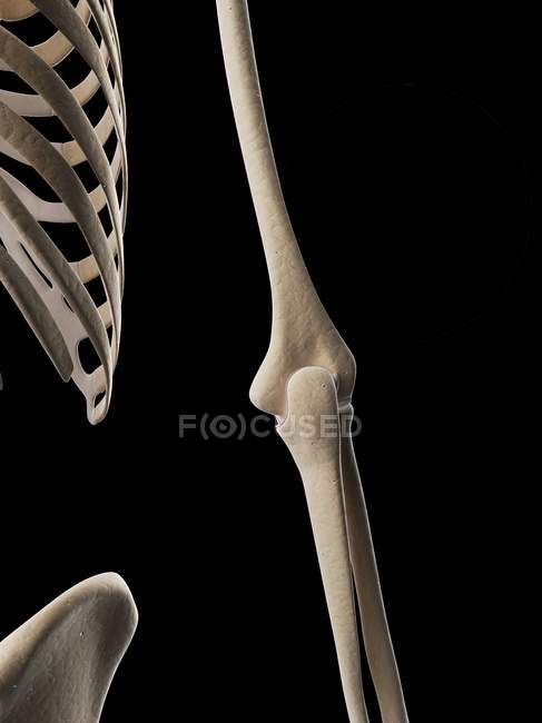 Sistema esquelético humano y anatomía estructural - foto de stock