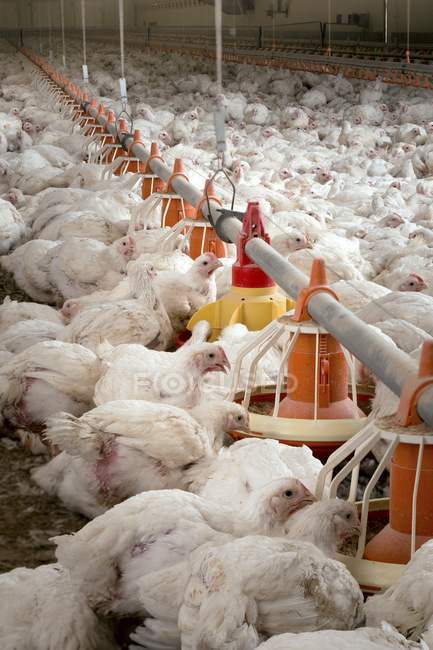 Farm hens feeding from plastic containers — Stock Photo
