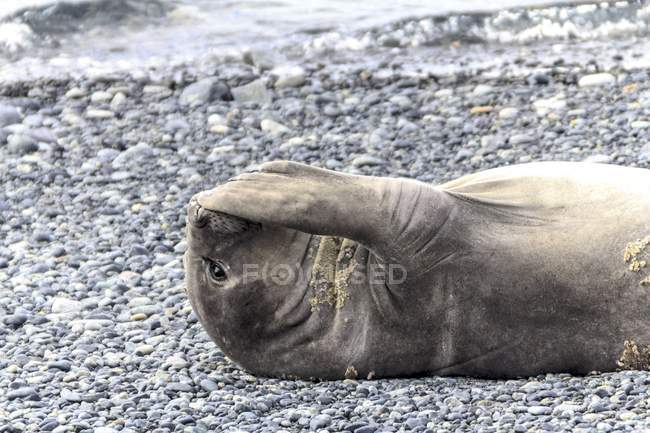 Weddell Seal resting on shore, Antarctica. — Stock Photo