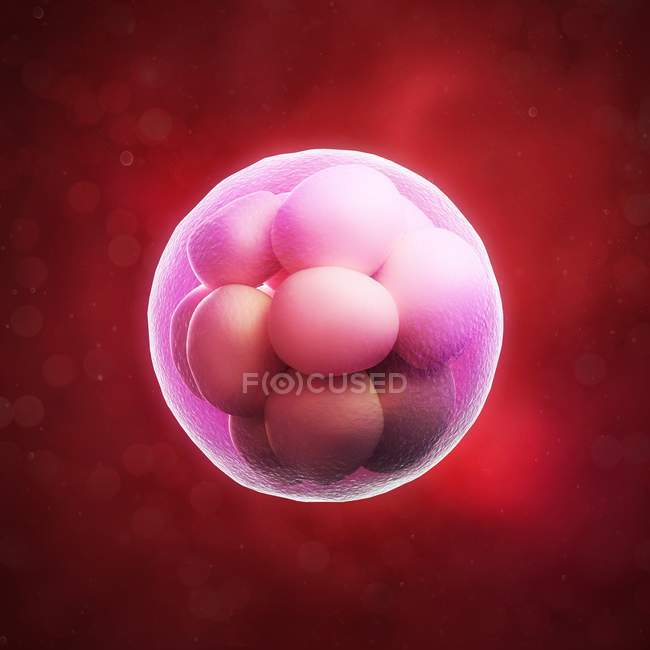 Embrione di morula a 16 cellule — Foto stock
