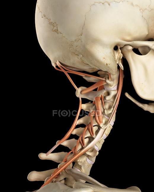 Menschliche Nackenknochenstruktur und Muskelanatomie — Stockfoto