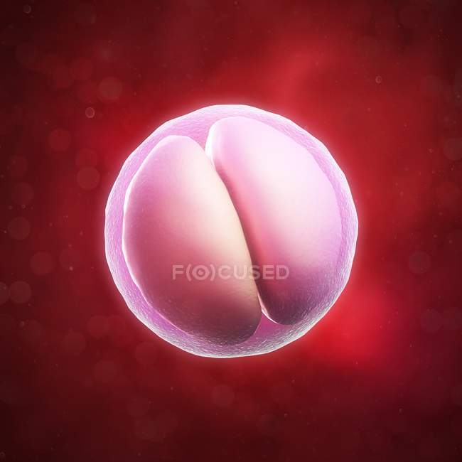 Zweizelliger Embryo — Stockfoto