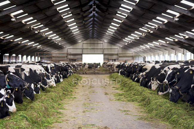 Dairy cows feeding from troughs. — Stock Photo