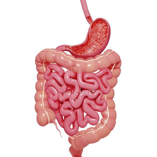 Órgãos que compreendem o sistema digestivo humano — Fotografia de Stock