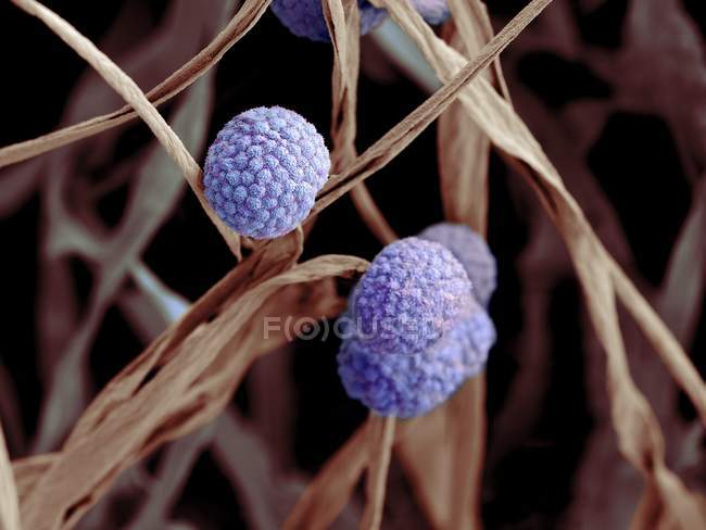 Células fúngicas con esporangia y esporas - foto de stock