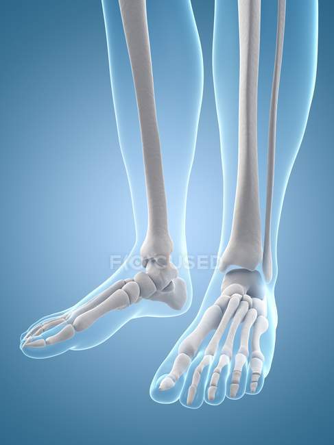 Leg and foot bones — Stock Photo