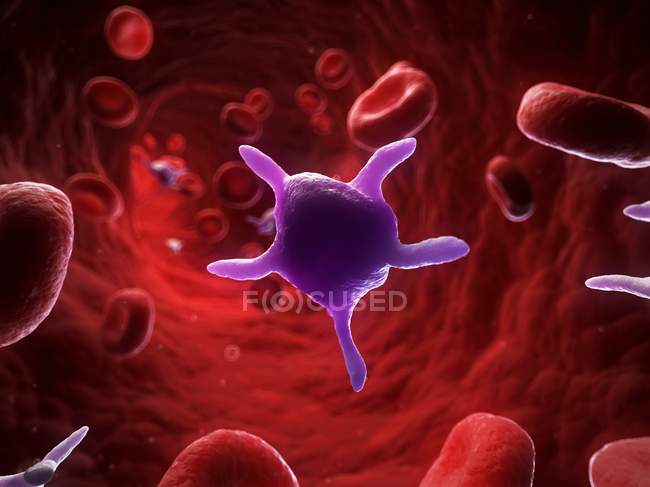 Активированные тромбоциты в кровеносных сосудах — стоковое фото