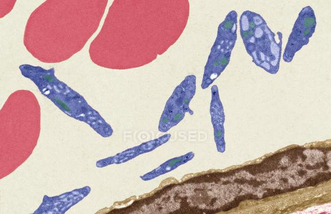 Тромбоциты в сосудах — стоковое фото