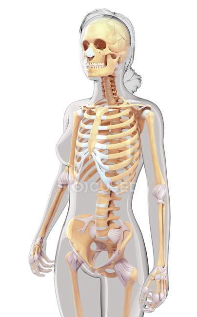Anatomia estrutural do ser humano adulto — Fotografia de Stock