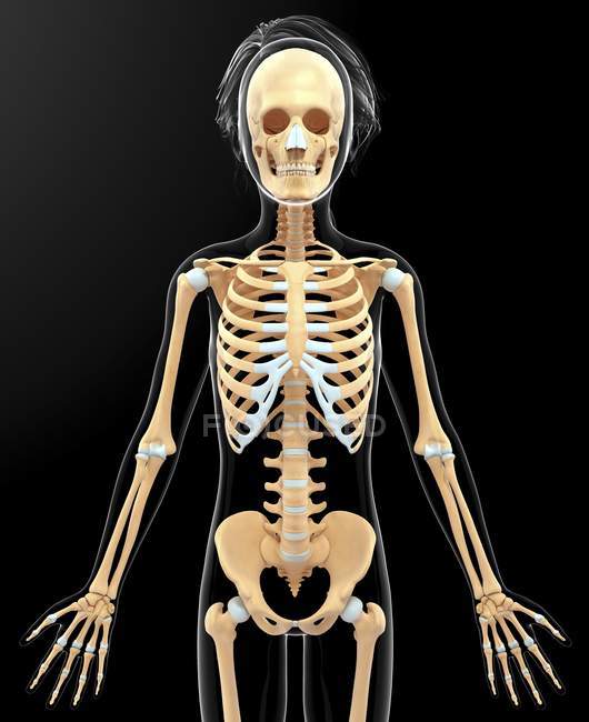 Skeletal system of adult female — Stock Photo