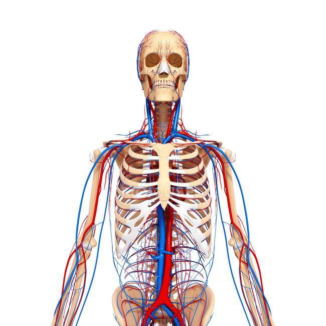 Systèmes squelettique et cardiovasculaire — Photo de stock