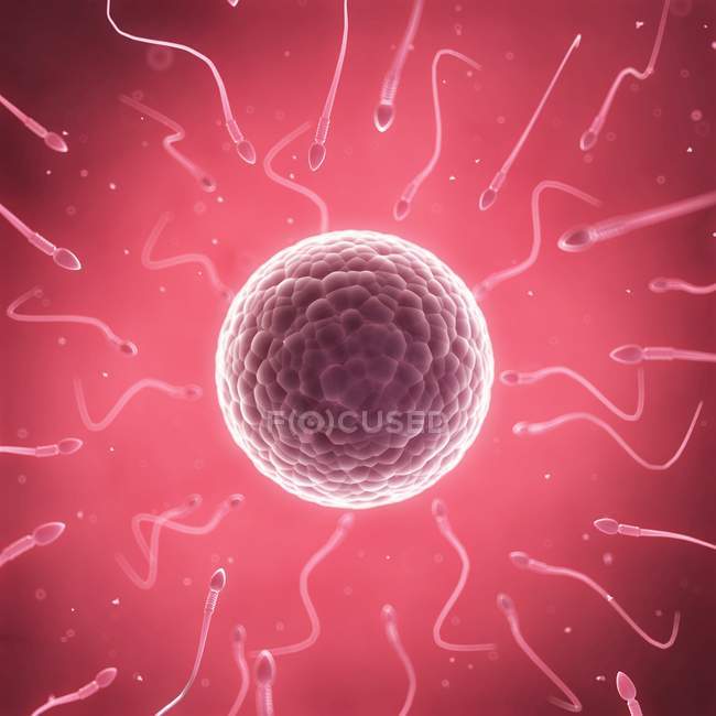 Human sperm cells and egg cell — Stock Photo