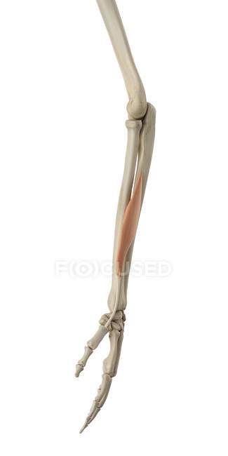 Структура кістки нижньої руки та функціональна анатомія — стокове фото