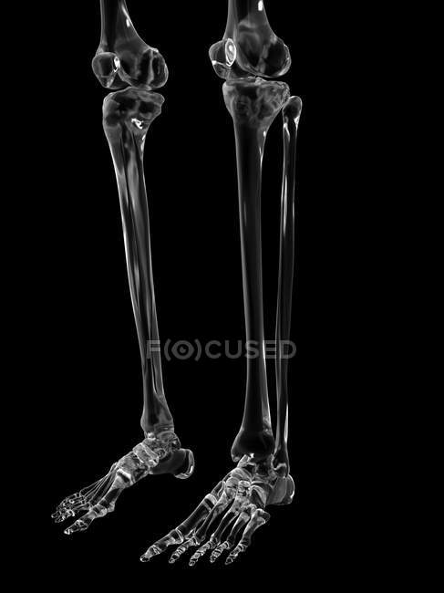 Tibia and fibula bones — Stock Photo