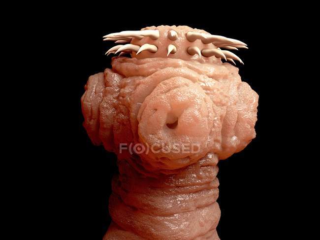 Tapeworm scolex hooks and suckers — Stock Photo