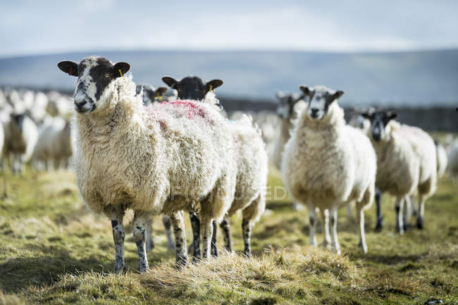 Moutons debout sur le terrain rural . — Photo de stock