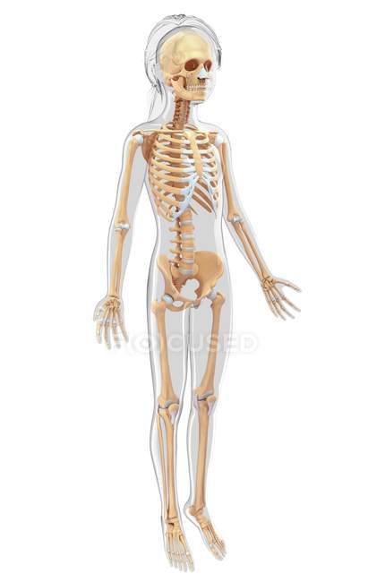 Sistema esquelético y anatomía del ser humano adulto - foto de stock