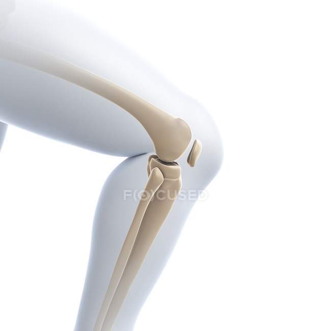 Anatomía de la articulación de rodilla - foto de stock