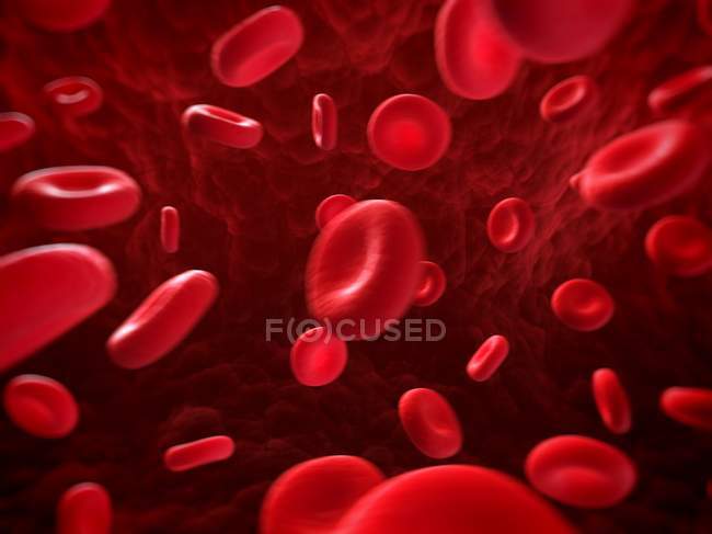 Glóbulos rojos normales - foto de stock
