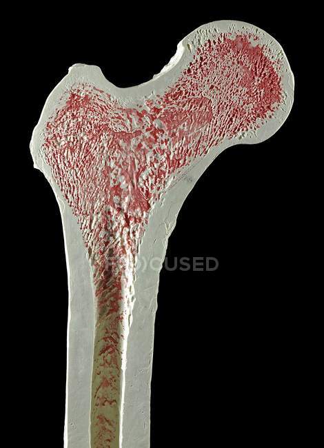 Нормальная верхняя правая бедренная кость — стоковое фото