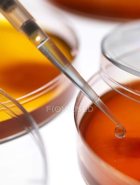 Petri dishes and pipette, close-up. — Stock Photo