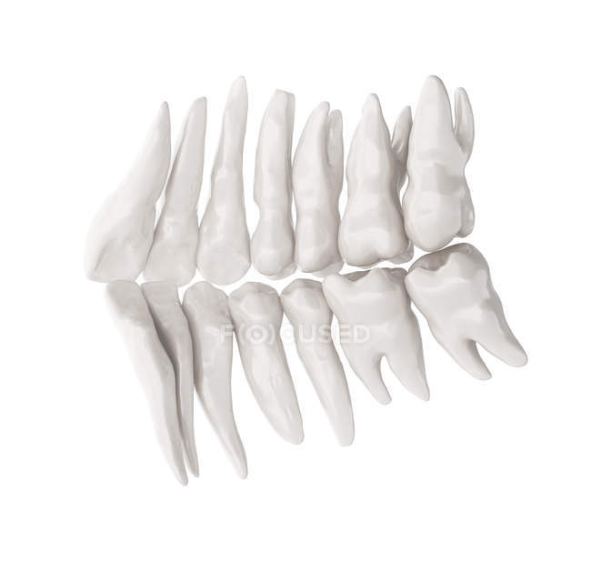 Estructura y anatomía de los dientes humanos - foto de stock