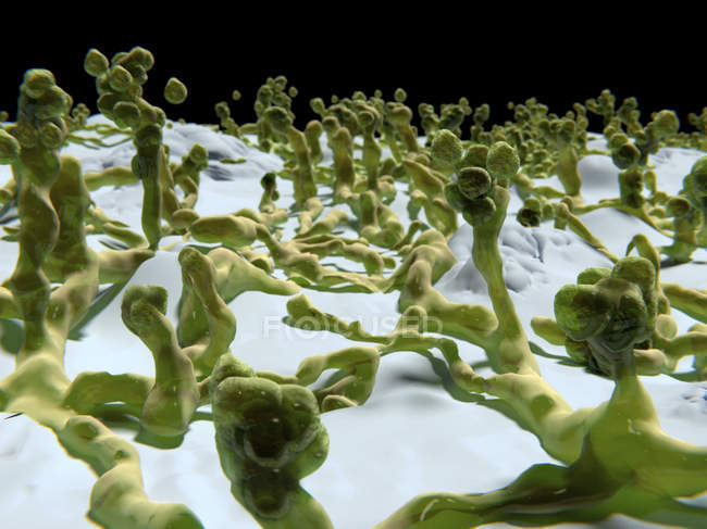 Fungos de superfície de mofo, ilustração computacional . — Fotografia de Stock