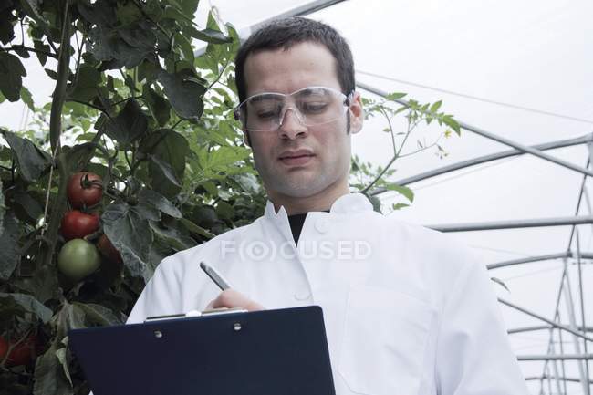 Scienziato che controlla pomodori, vista a basso angolo . — Foto stock
